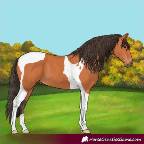 Horse Color:Bay Tobiano