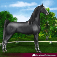 Horse Color:Black Splash Rabicano  and Black Splash Rabicano 