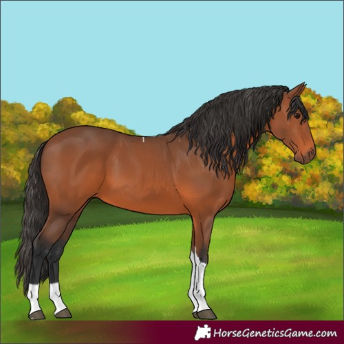 Horse Color:Bay Tobiano