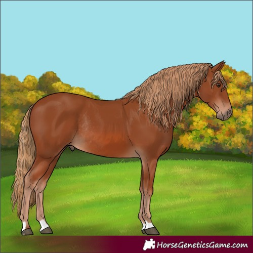 Horse Color:Chestnut Rabicano 