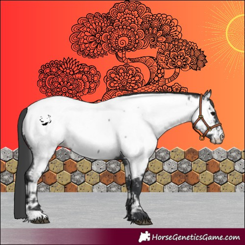 Horse Color:Blue Roan Appaloosa 