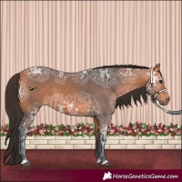 Horse Color:Bay Ice 