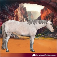Horse Color:Bay Ice Appaloosa