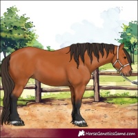 Horse Color:Bay 