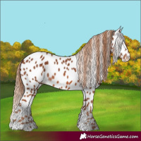 Horse Color:Chestnut Appaloosa 
