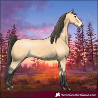 Horse Color:Buckskin 