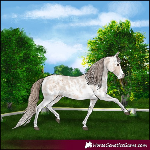 Horse Color:Bay Dun Sabino Splash Appaloosa 