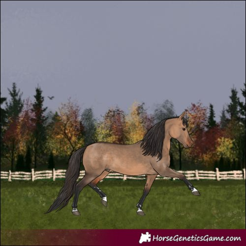 Horse Color:Bay Dun 
