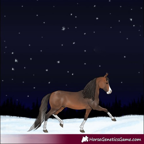 Horse Color:Bay Splash 