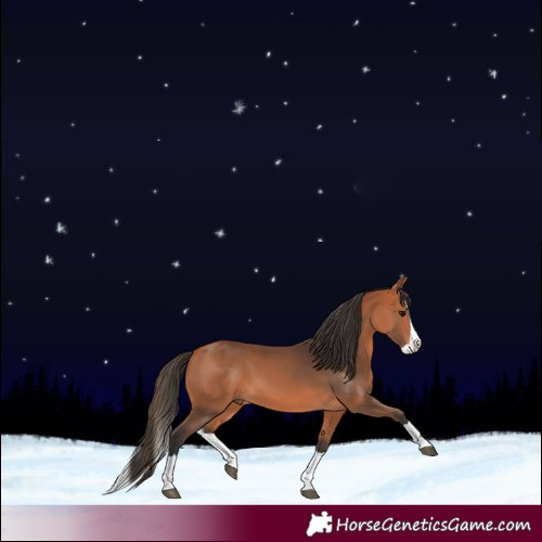 Horse Color:Bay Splash 