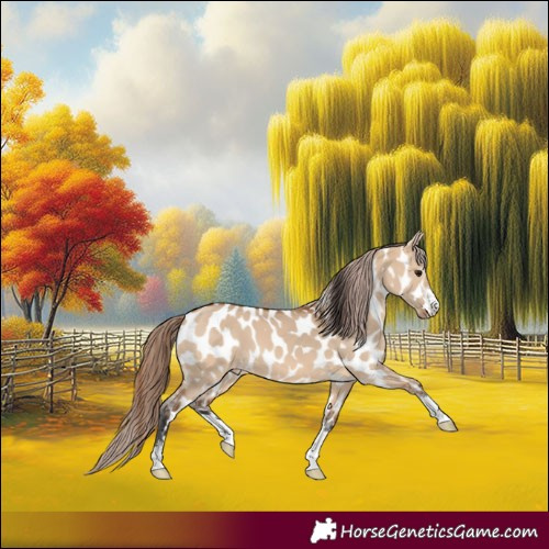 Horse Color:Bay Dun Appaloosa 