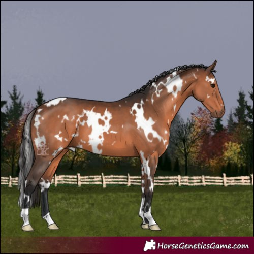 Horse Color:White Spotted Brown 