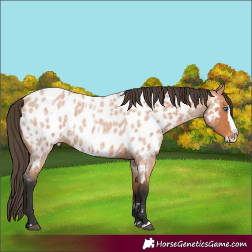 Horse Color:Unknown 