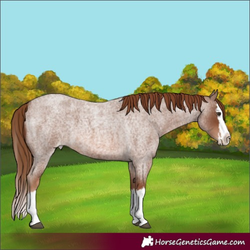 Horse Color:Unknown 