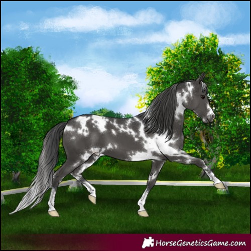 Horse Color:White Spotted Black 