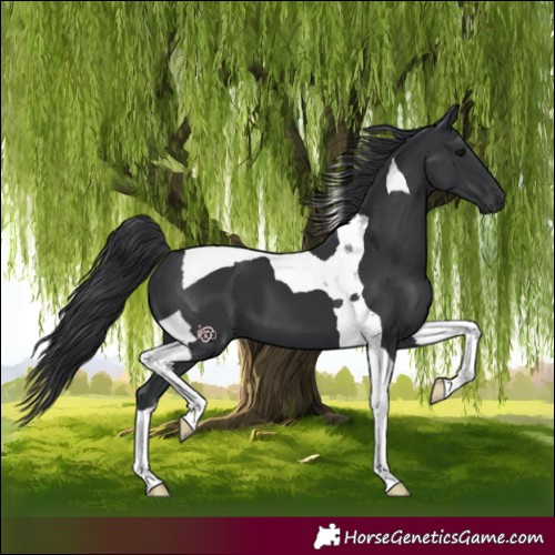 Horse Color:Black Tobiano 