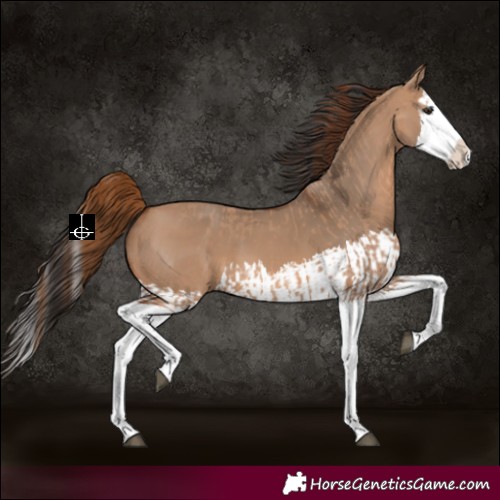 Horse Color:Red Dun Splash  and Bay Dun Splash 