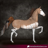 Horse Color:Red Dun Splash  and Bay Dun Splash 