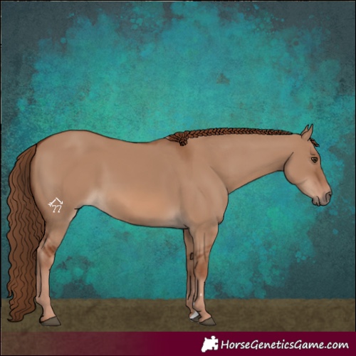 Horse Color:Red Dun Rabicano