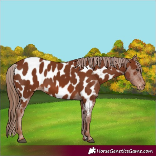 Horse Color:Chestnut Appaloosa 