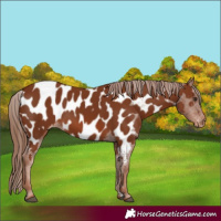Horse Color:Chestnut Appaloosa 