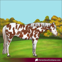 Horse Color:Chestnut Appaloosa 