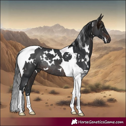 Horse Color:White Spotted Brown Tobiano Rabicano 