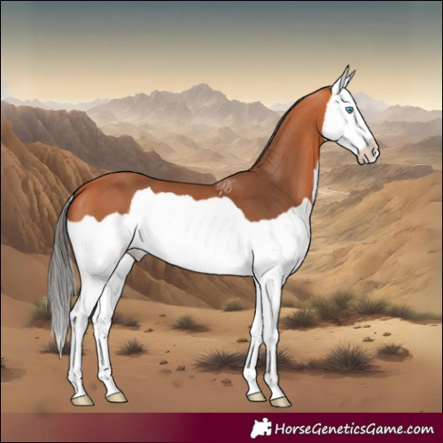 Horse Color:Bay Splash 