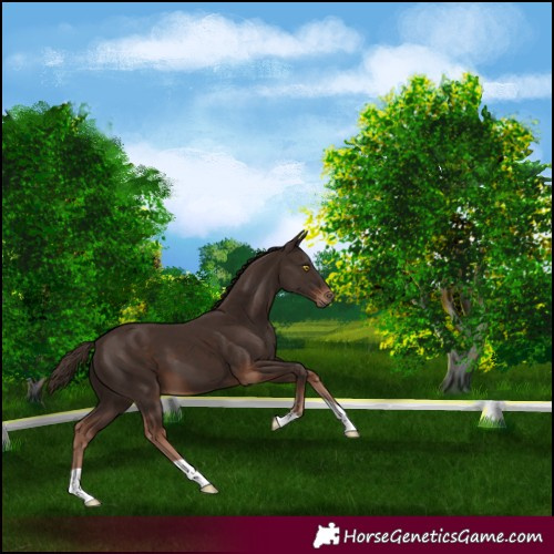 Horse Color:Liver Chestnut 