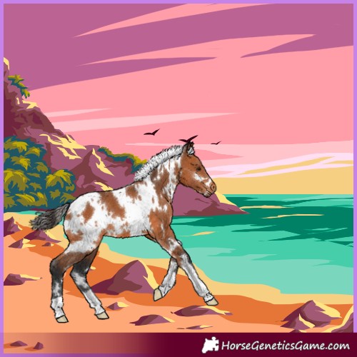 Horse Color:White Spotted Bay 