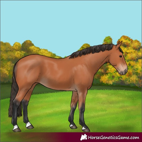 Horse Color:Bay 