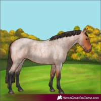 Horse Color:Bay Roan 