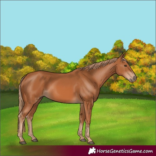 Horse Color:Chestnut 