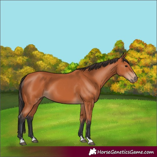 Horse Color:Bay 