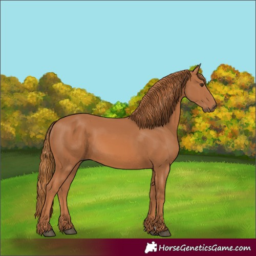 Horse Color:Chestnut 
