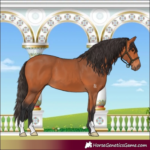 Horse Color:Bay 