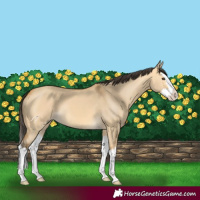 Horse Color:Buckskin Dun Splash