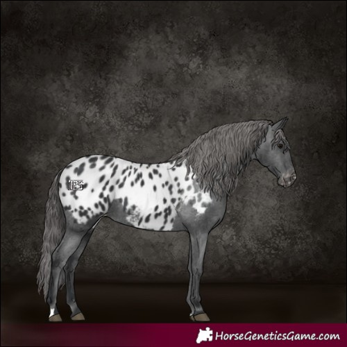 Horse Color:Black Appaloosa 