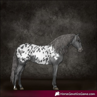 Horse Color:Black Appaloosa 
