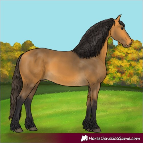 Horse Color:Unknown 