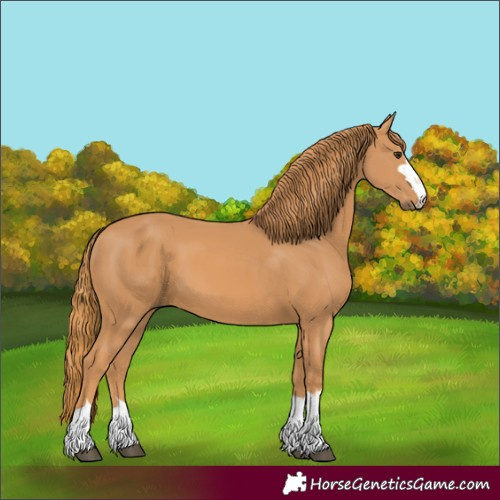 Horse Color:Chestnut 