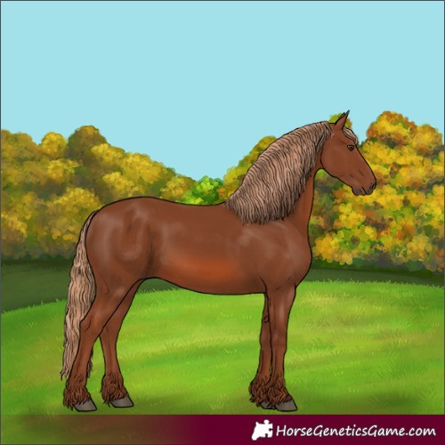 Horse Color:Chestnut 