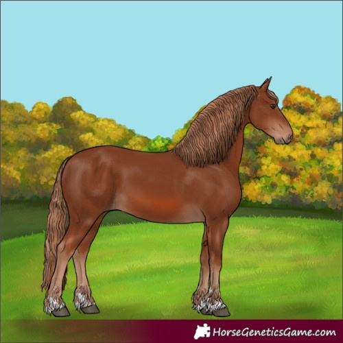 Horse Color:Chestnut 