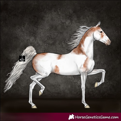 Horse Color:White Spotted Silver Bay Splash Frame