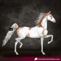 Horse Color:White Spotted Silver Bay Splash Frame