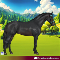 Horse Color:Brown 