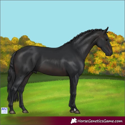 Horse Color:Brown 