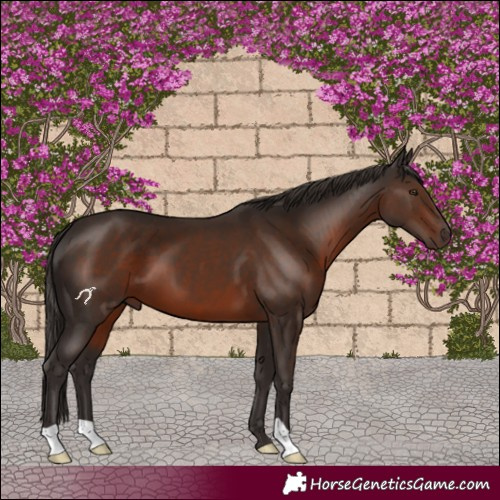 Horse Color:Liver Chestnut 