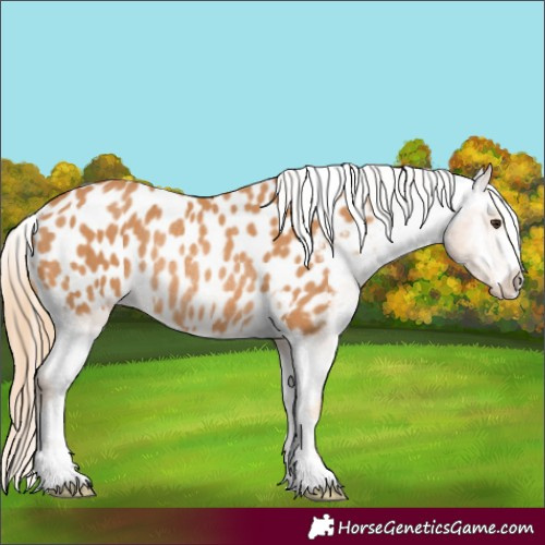 Horse Color:Chestnut Appaloosa Rabicano 