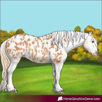 Horse Color:Chestnut Blanket Rabicano